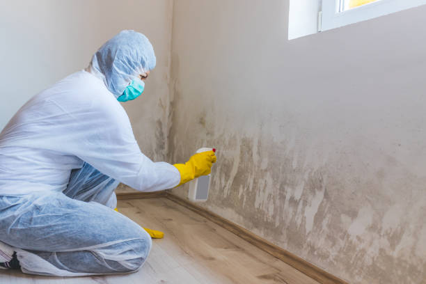 Licensed Commercial Mold Remediation service in Thompsonville, MI - WQB Mold Removal